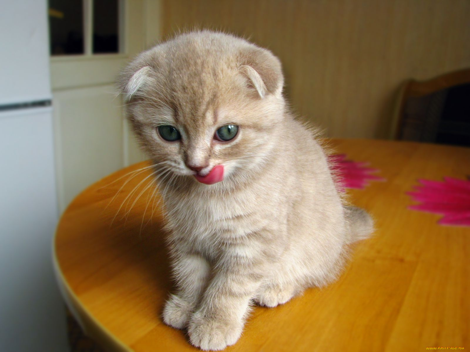 животные, коты