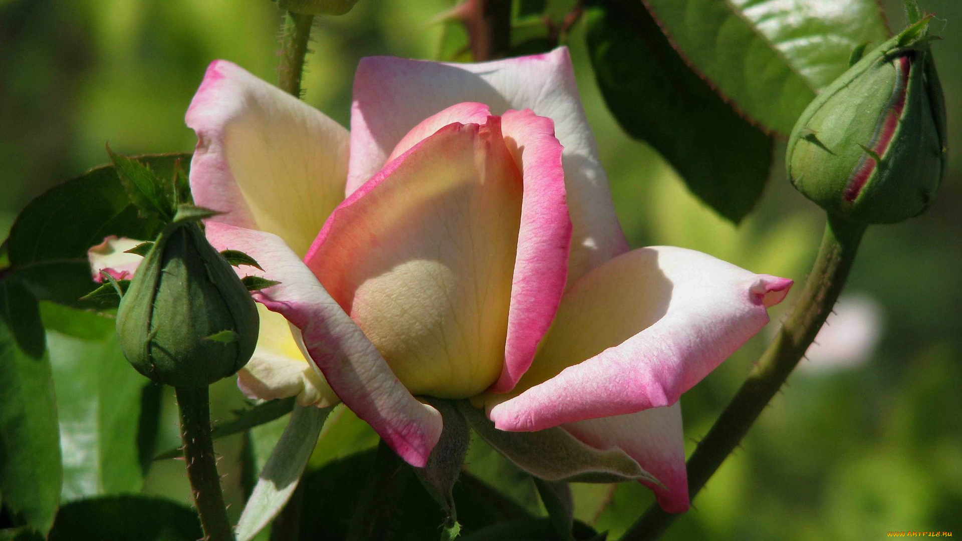 цветы, розы