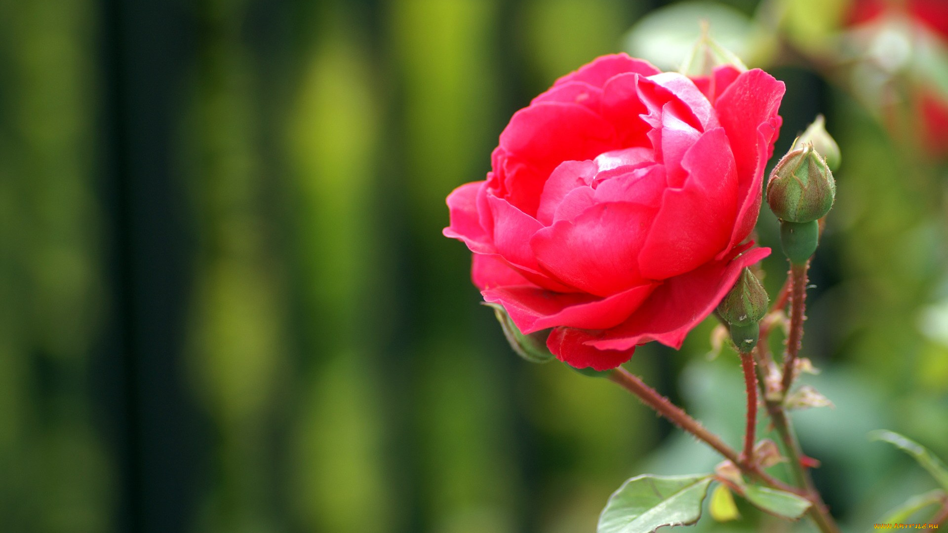 цветы, розы