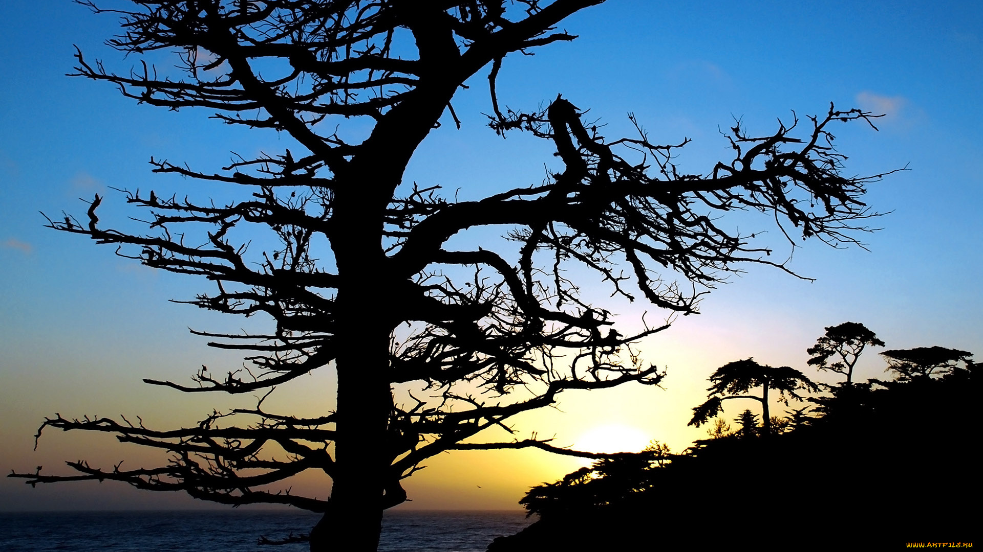 природа, деревья