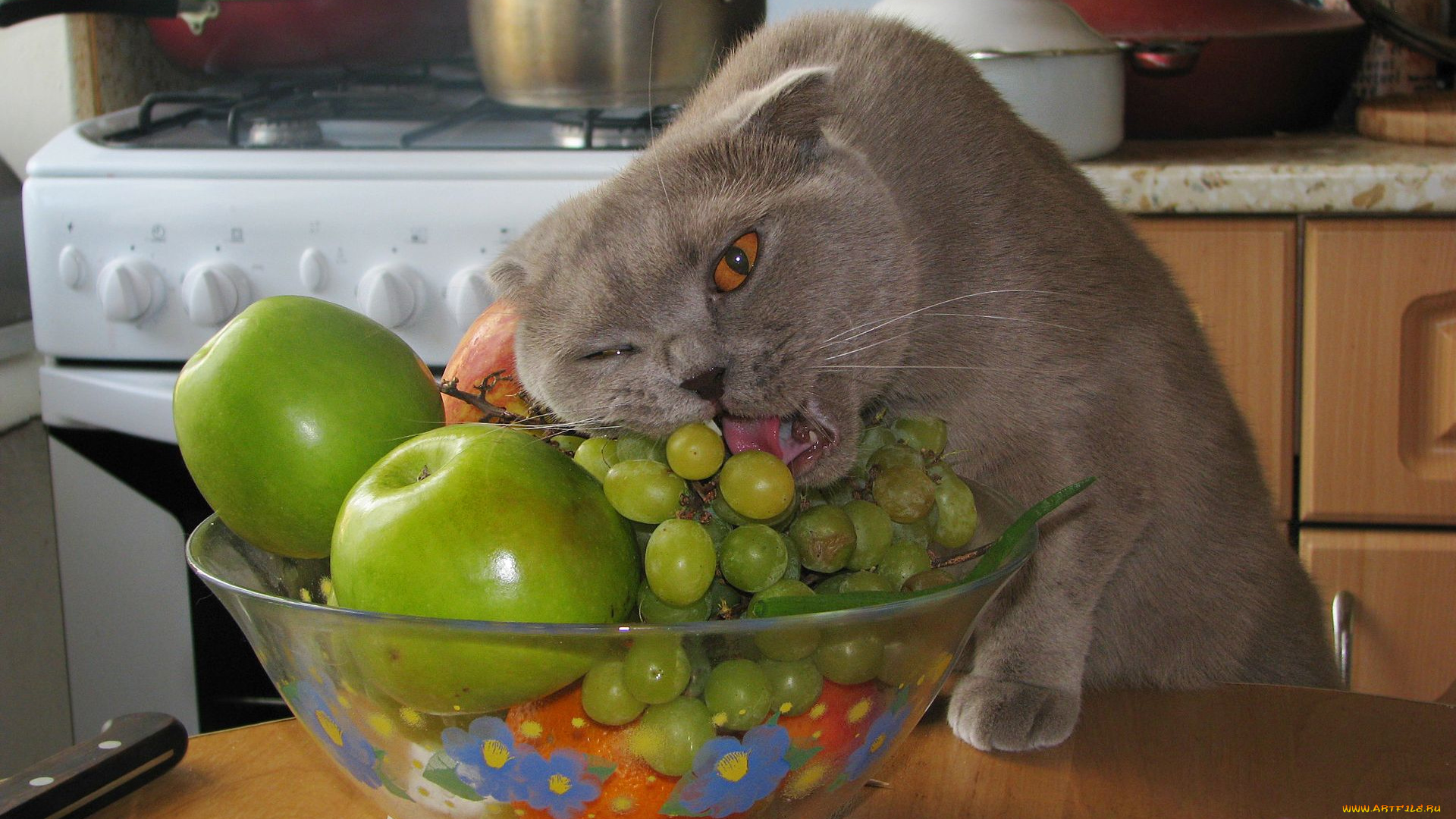 животные, коты