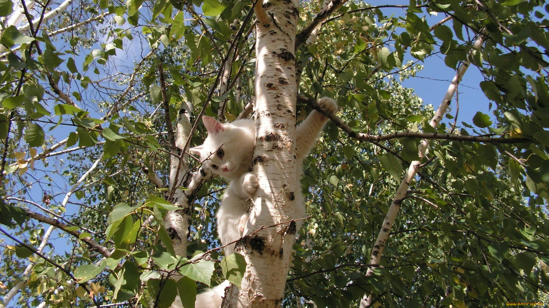 животные, коты