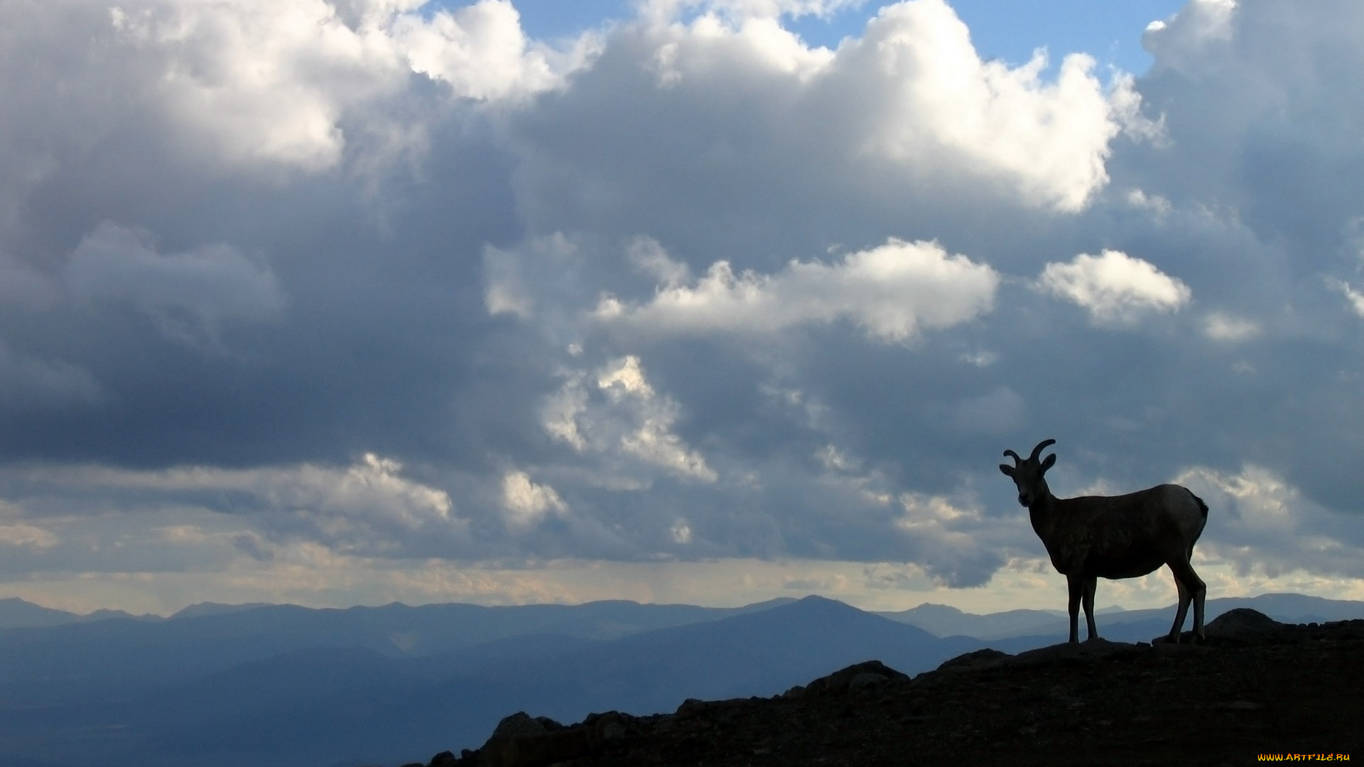 животные, козы