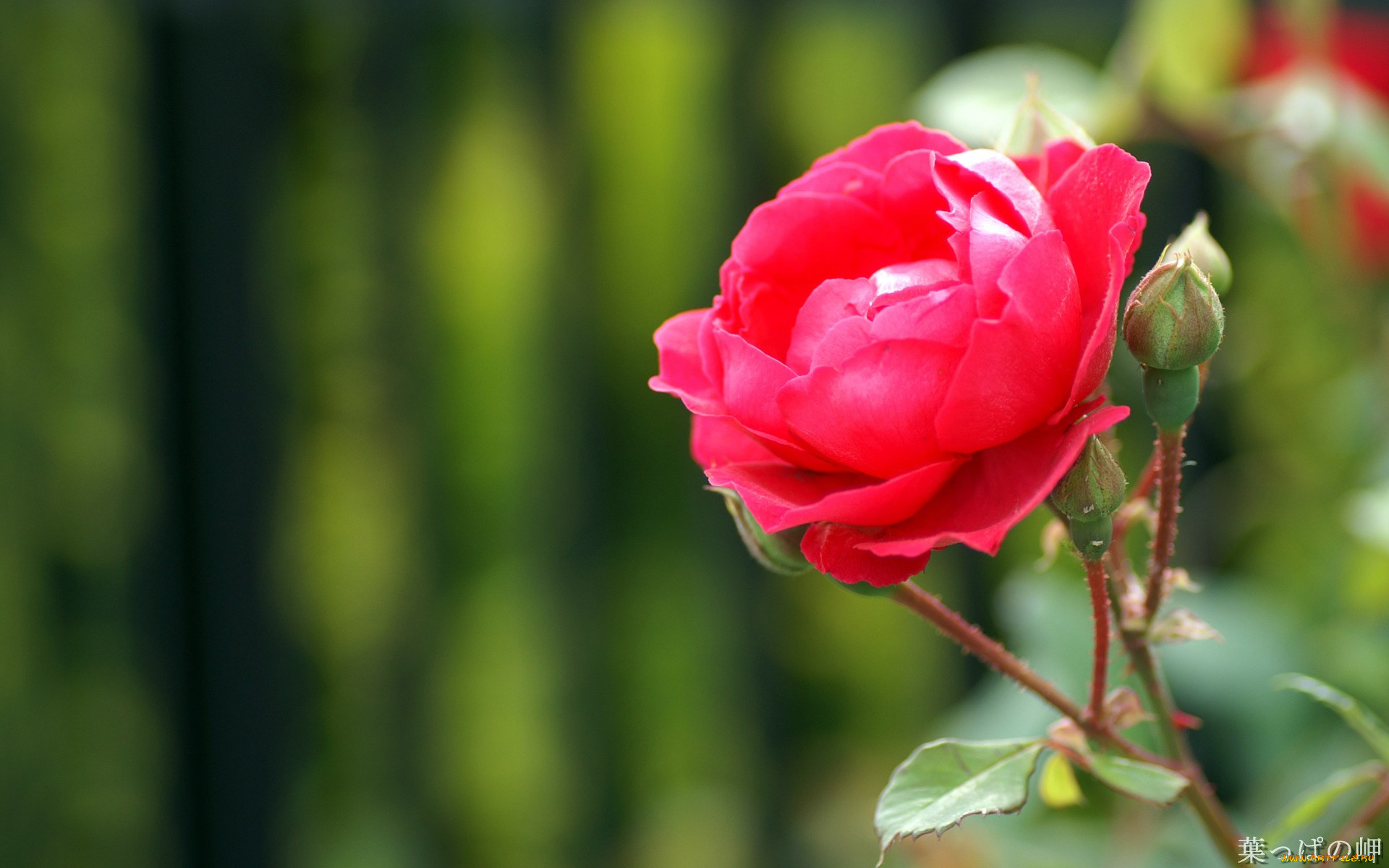 цветы, розы