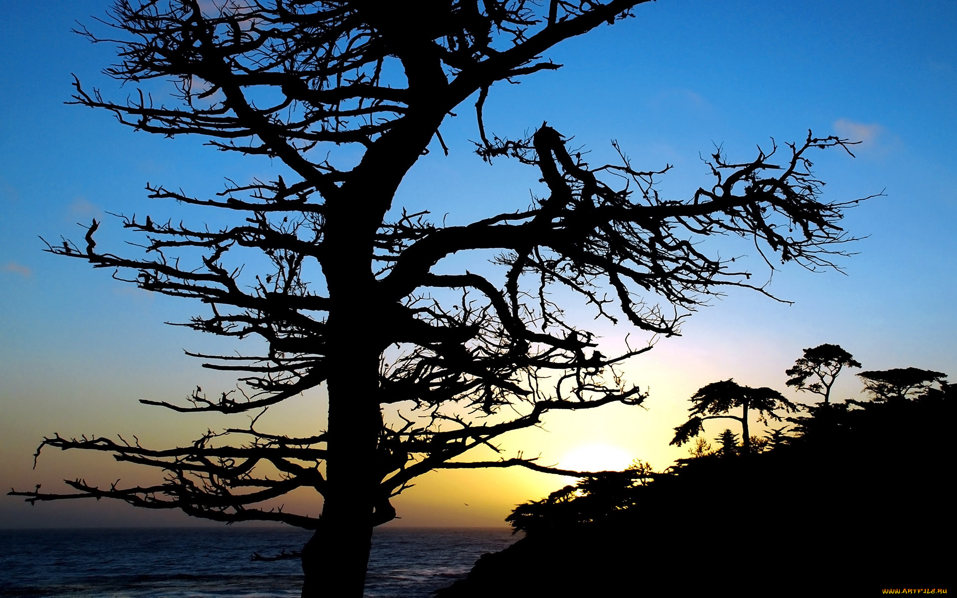 природа, деревья