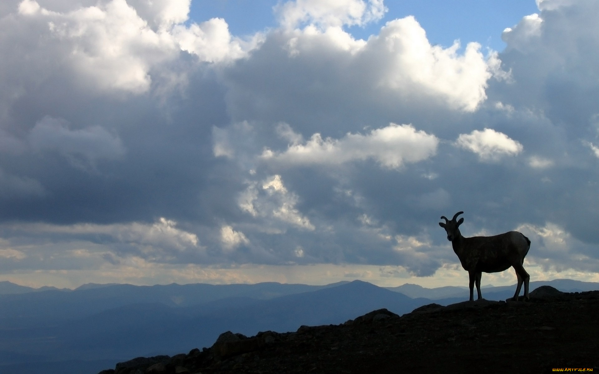 животные, козы