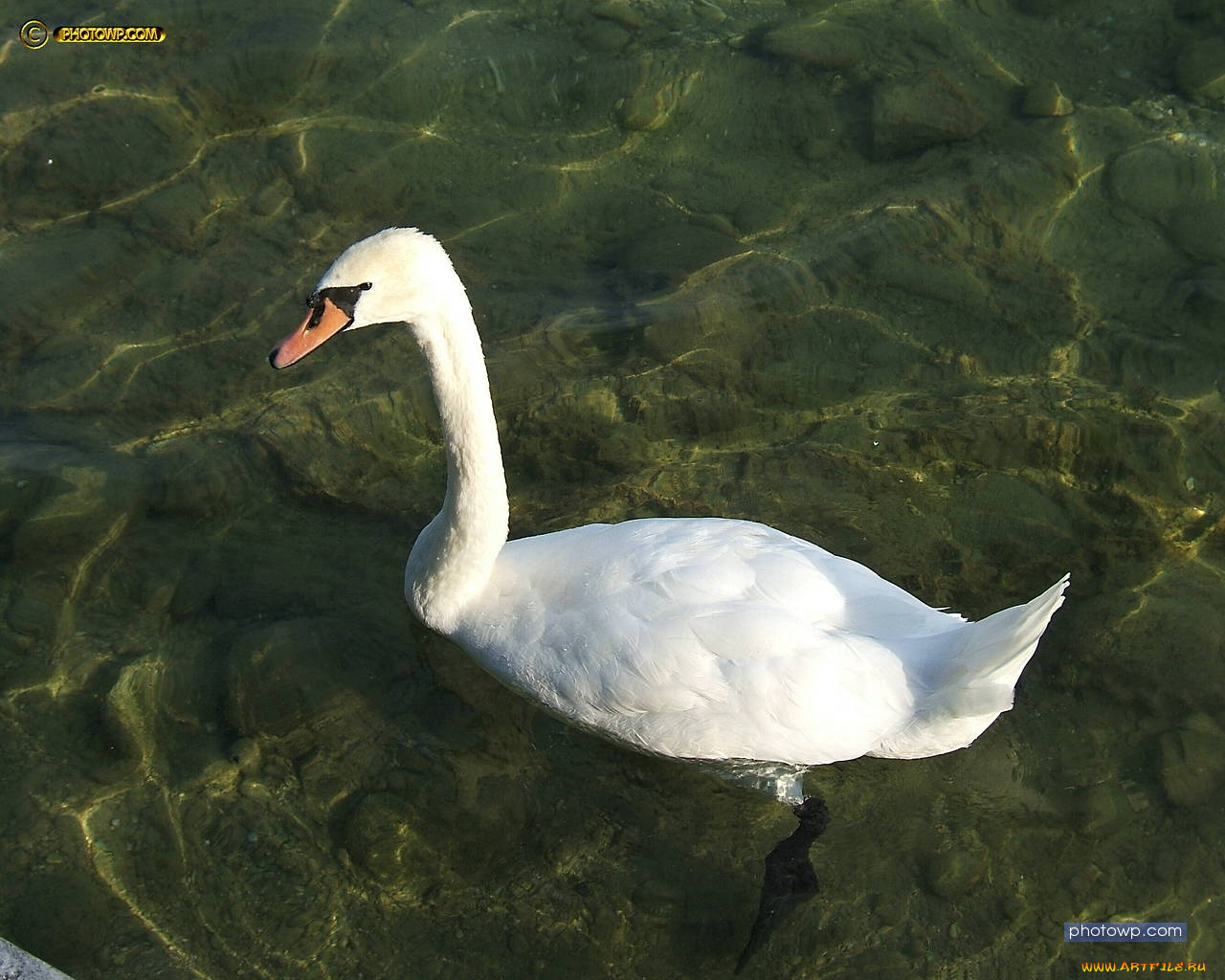 животные, лебеди