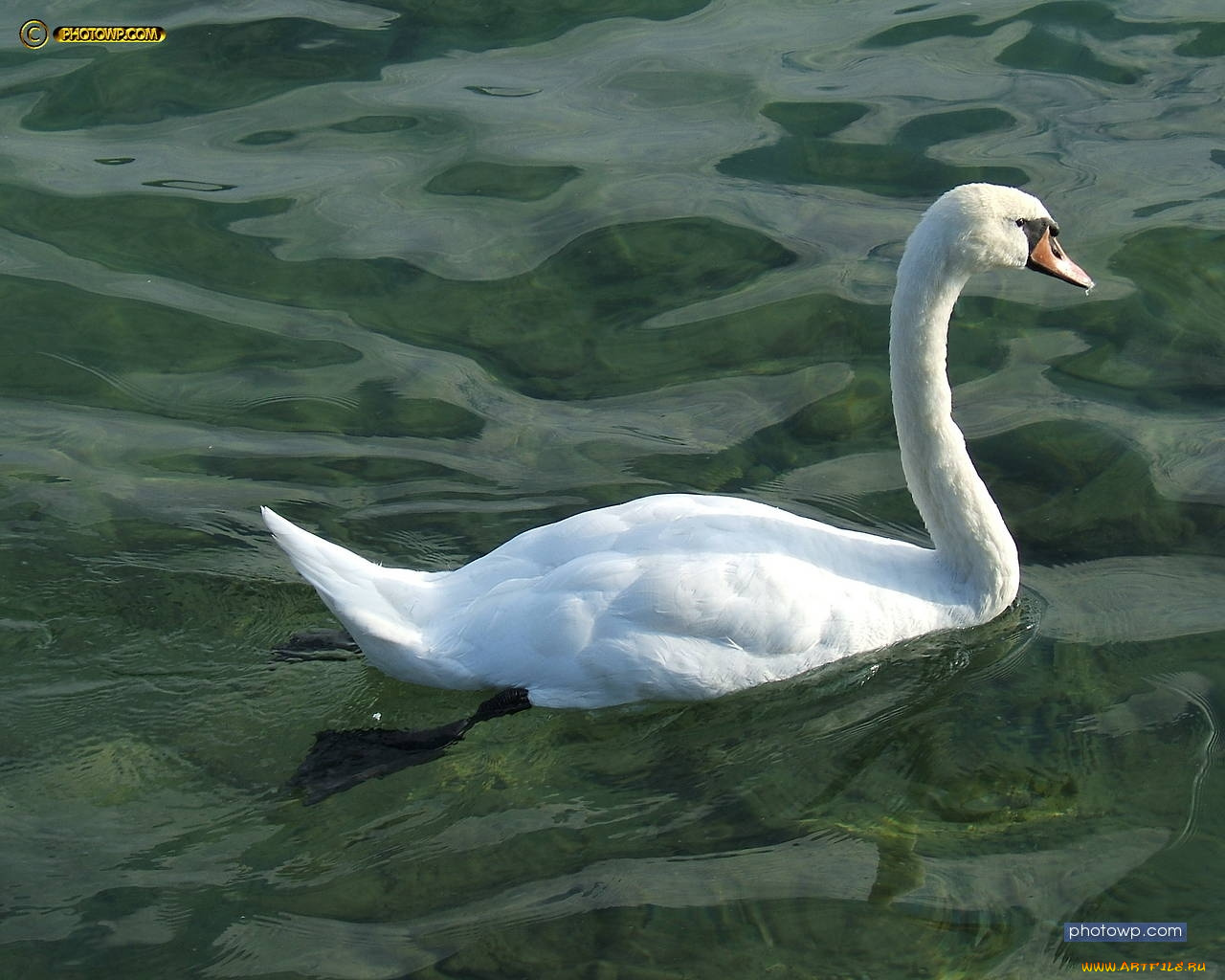 животные, лебеди