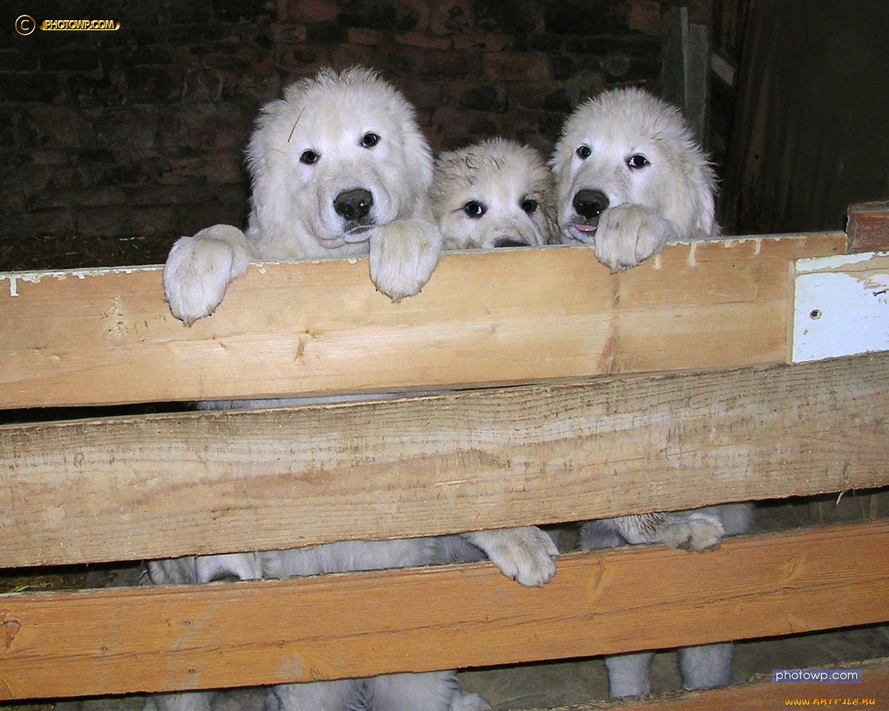 животные, собаки