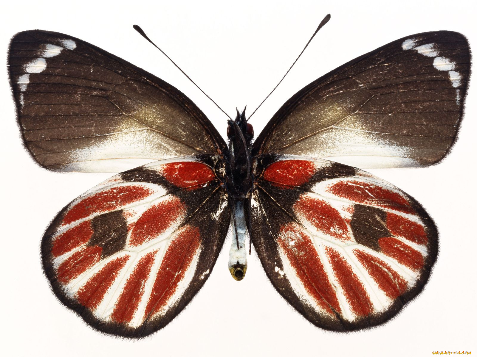 животные, бабочки