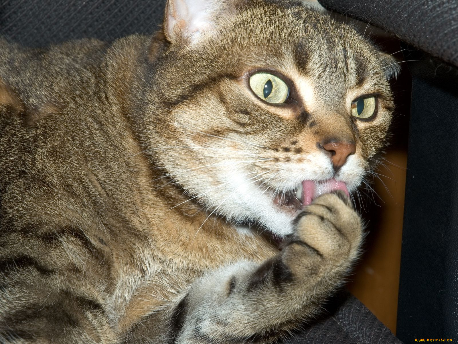 животные, коты