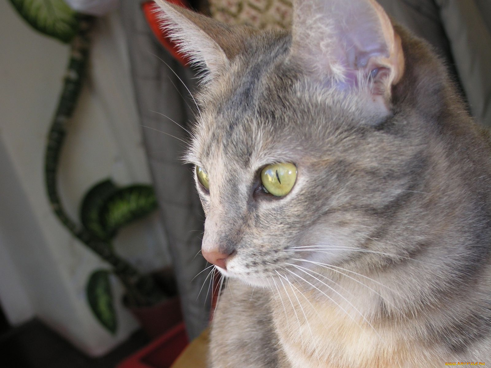 животные, коты