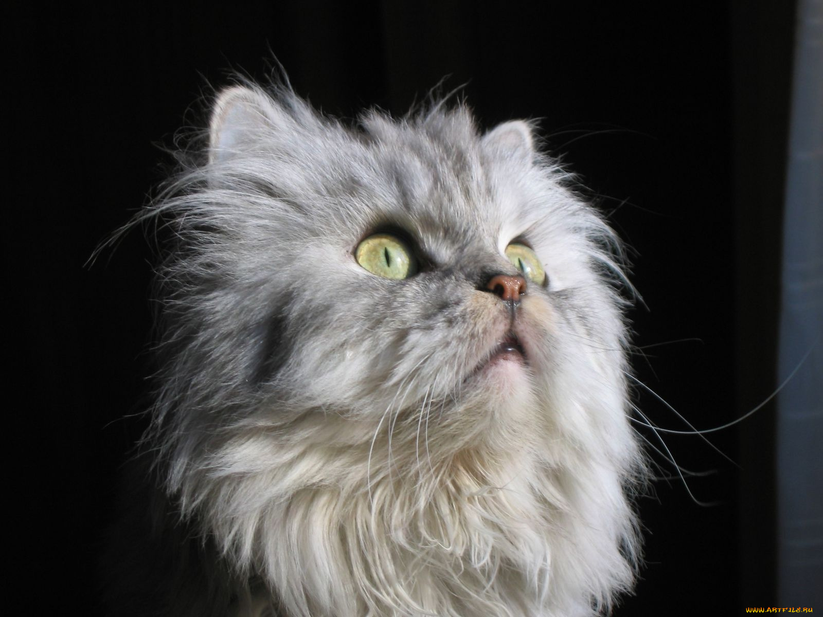 животные, коты