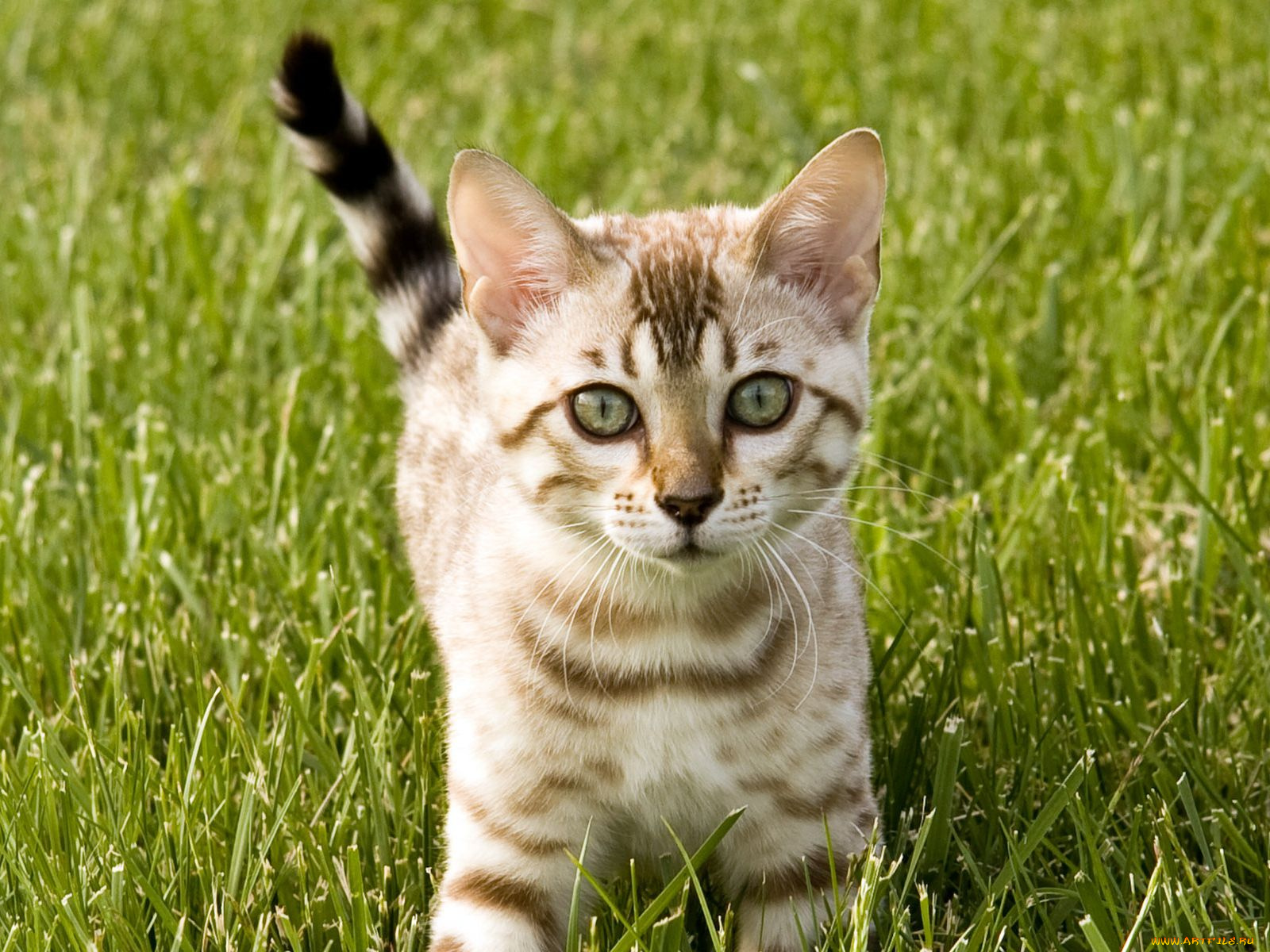 животные, коты