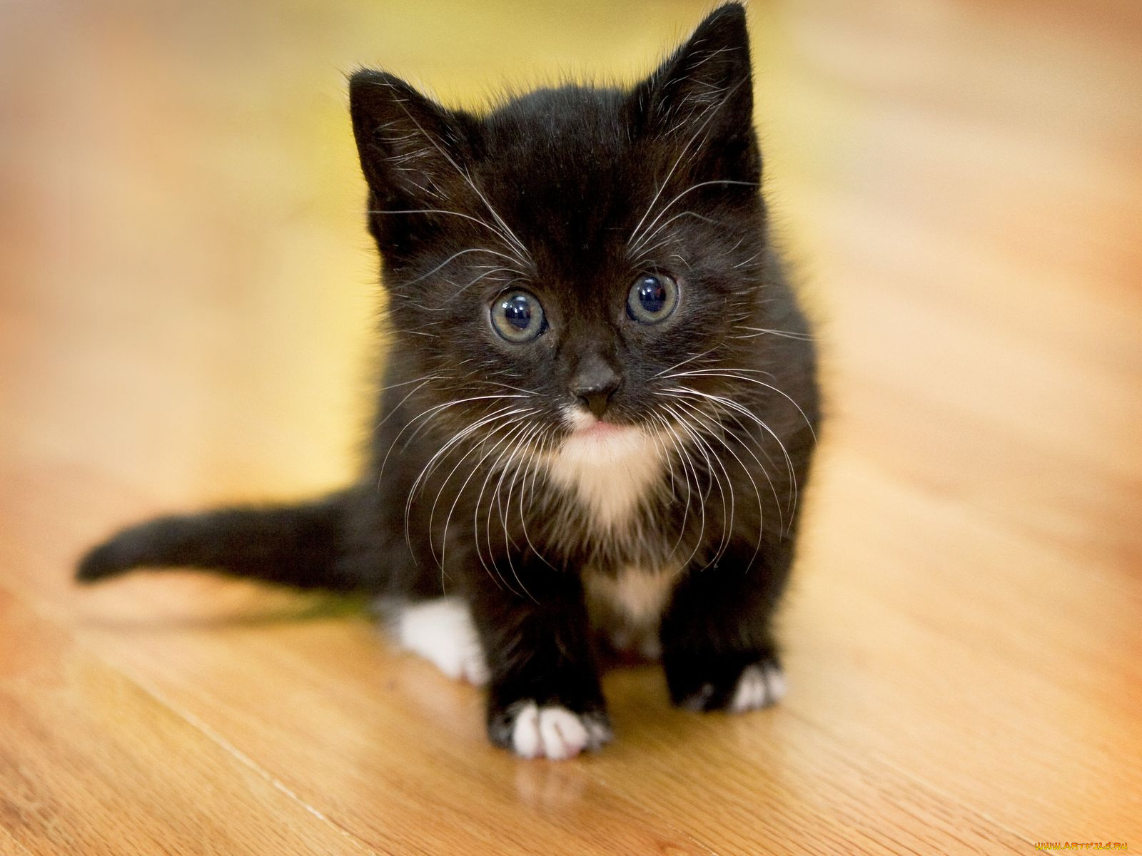 животные, коты