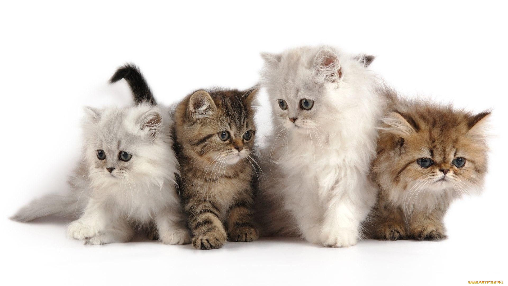 животные, коты