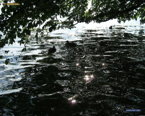 Картинка животные утки