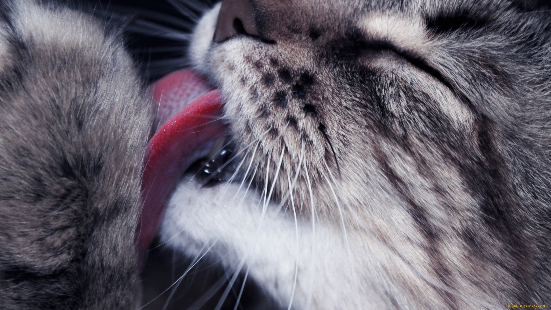 животные, коты, язык, кошка