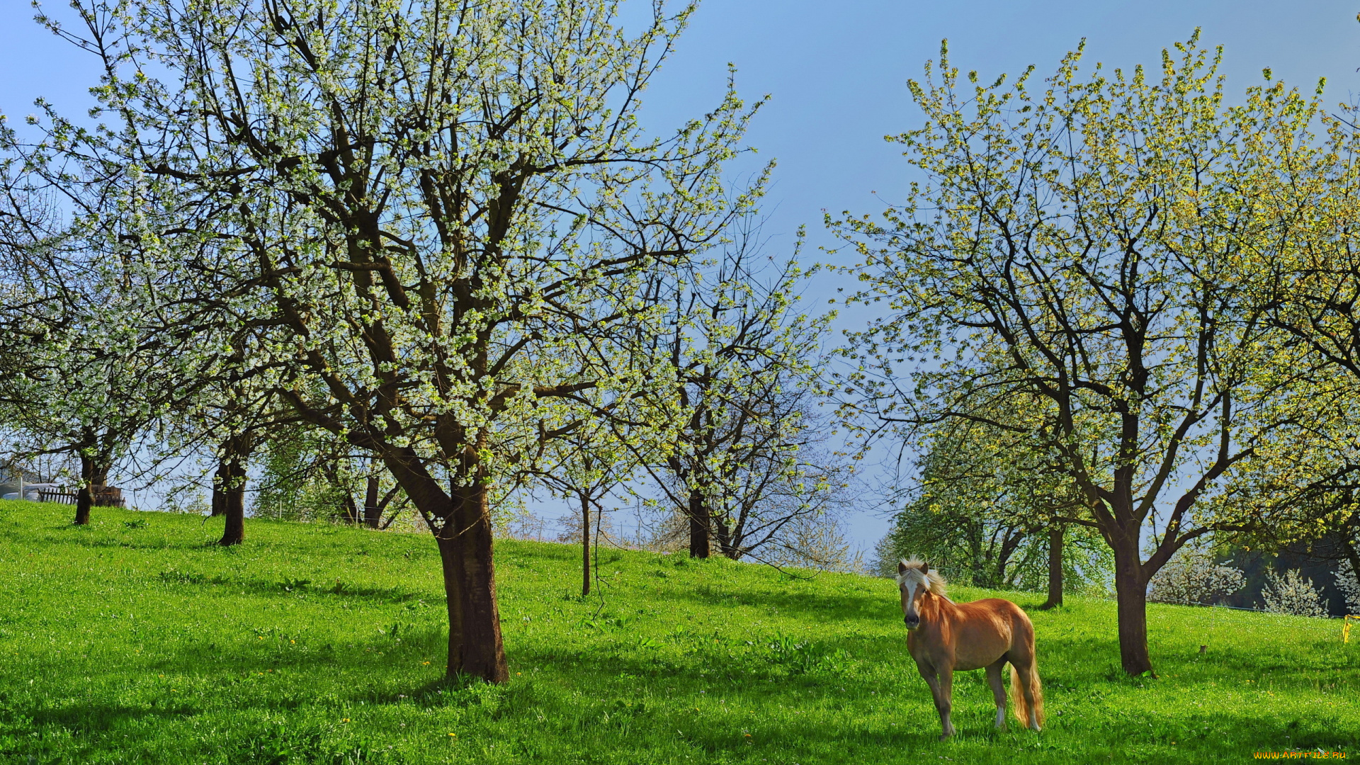 животные, лошади, лето, деревья, конь