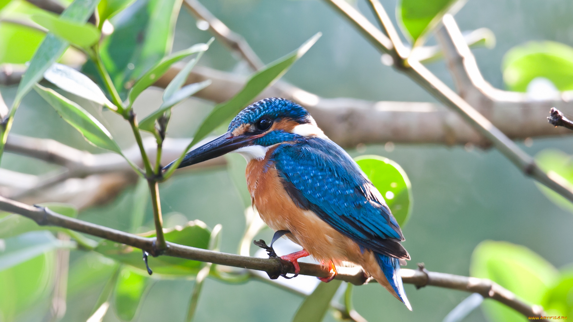 животные, зимородки, обыкновенный, зимородок, ветви