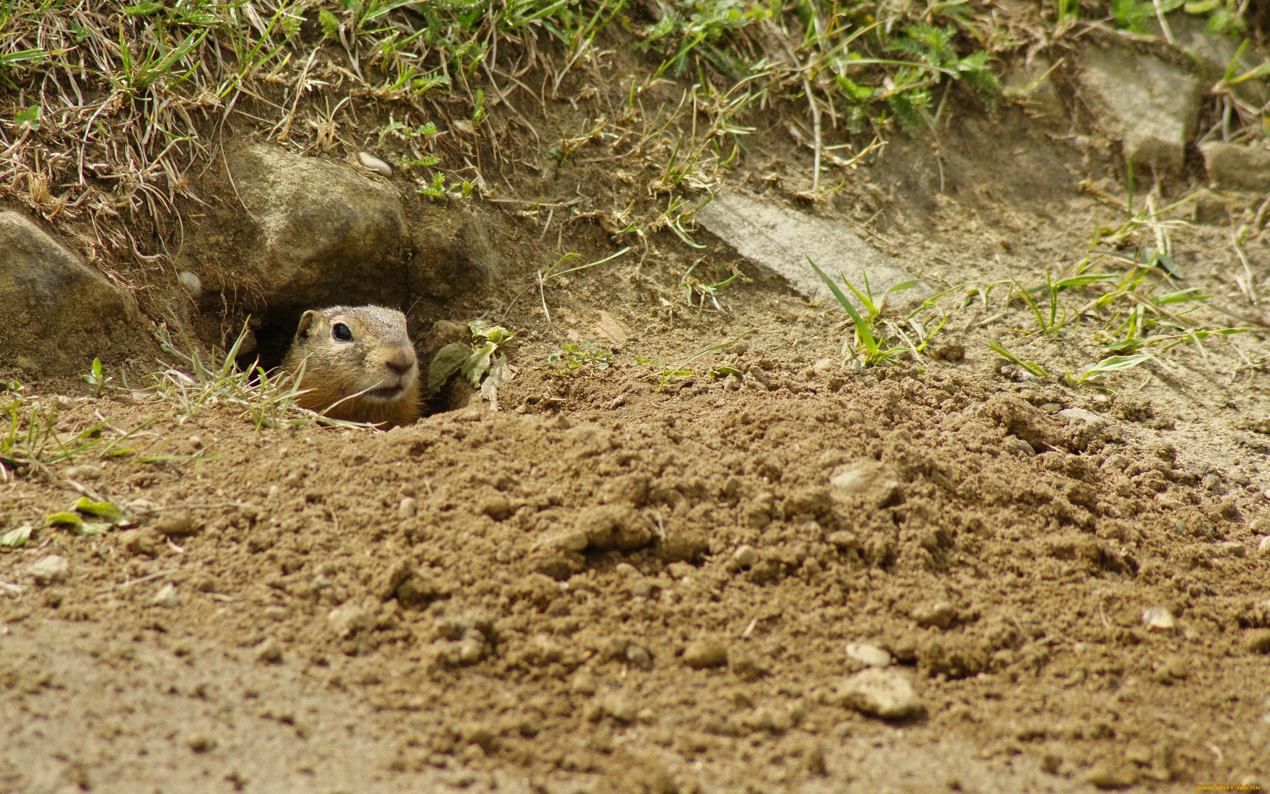 животные, суслики, сурки, суслик, нора