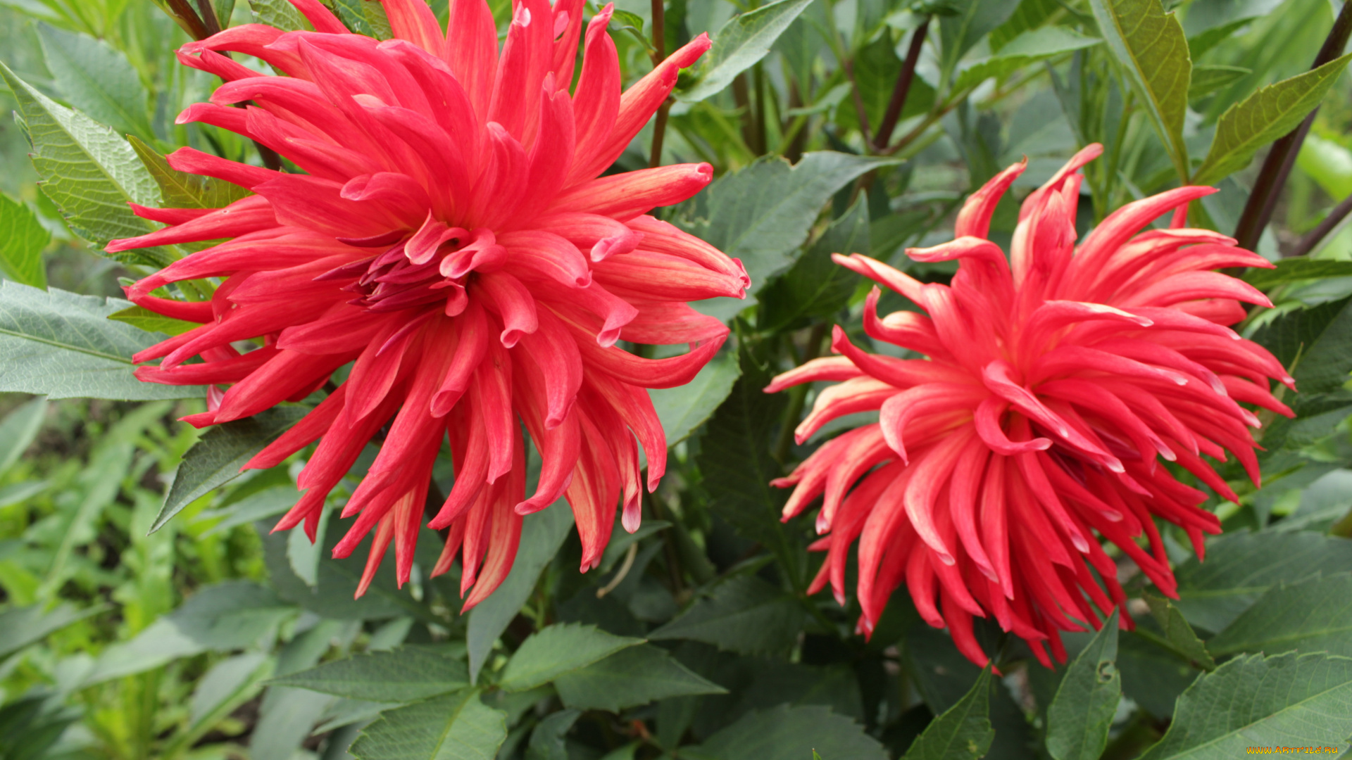 цветы, георгины, хризантемы