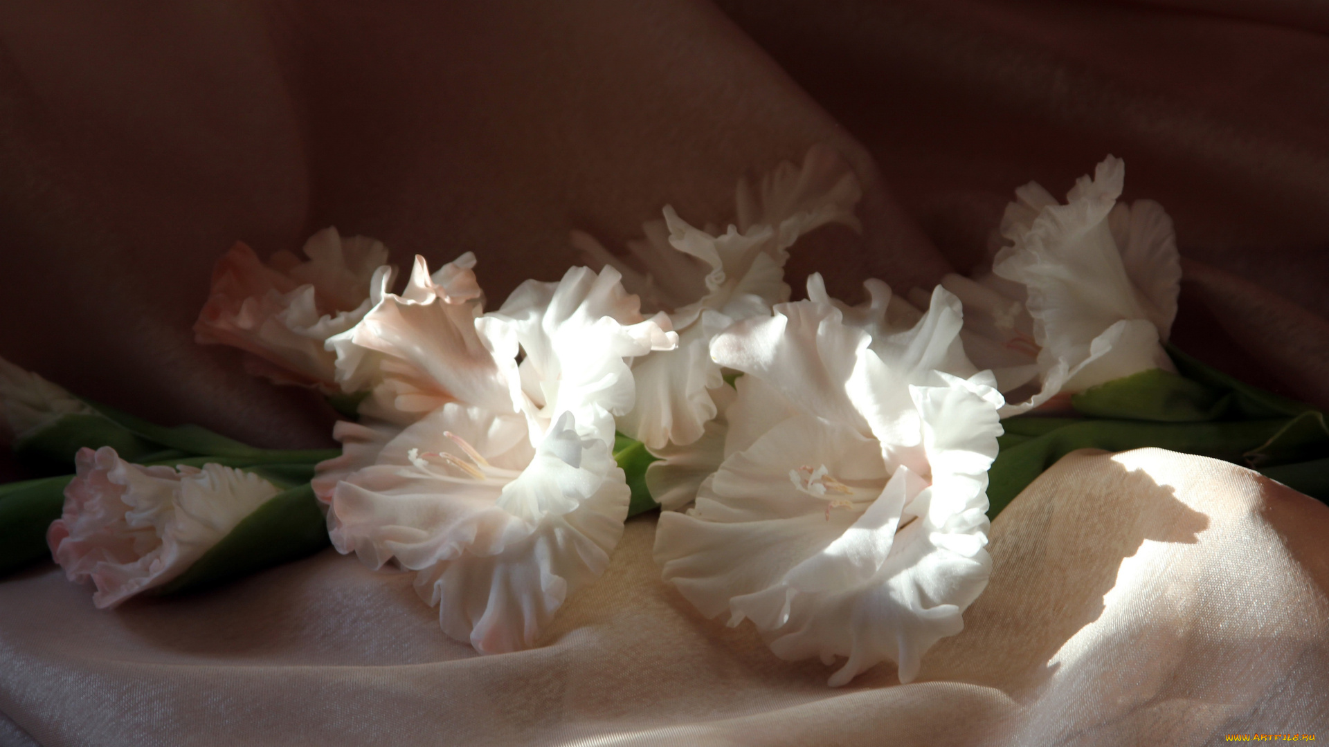 цветы, гладиолусы, гладиолус