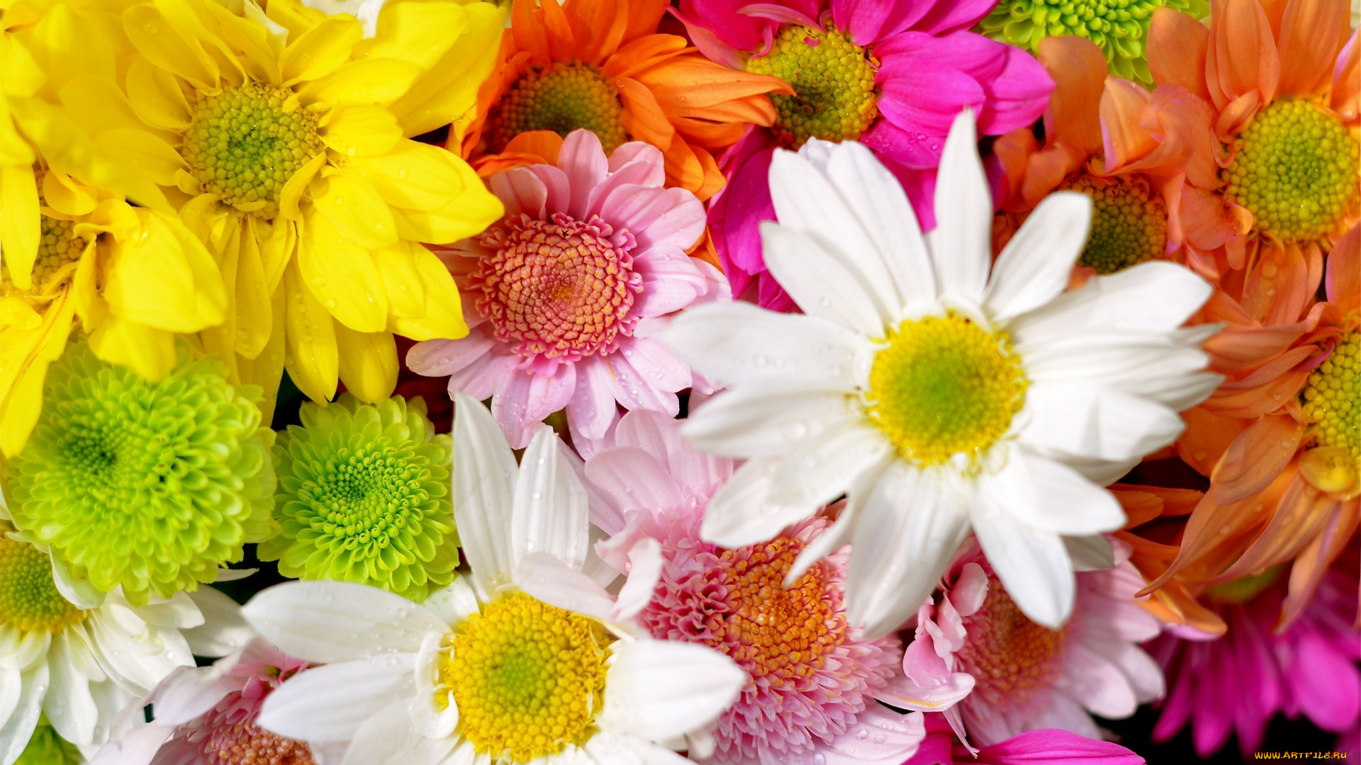 цветы, хризантемы, разноцветный