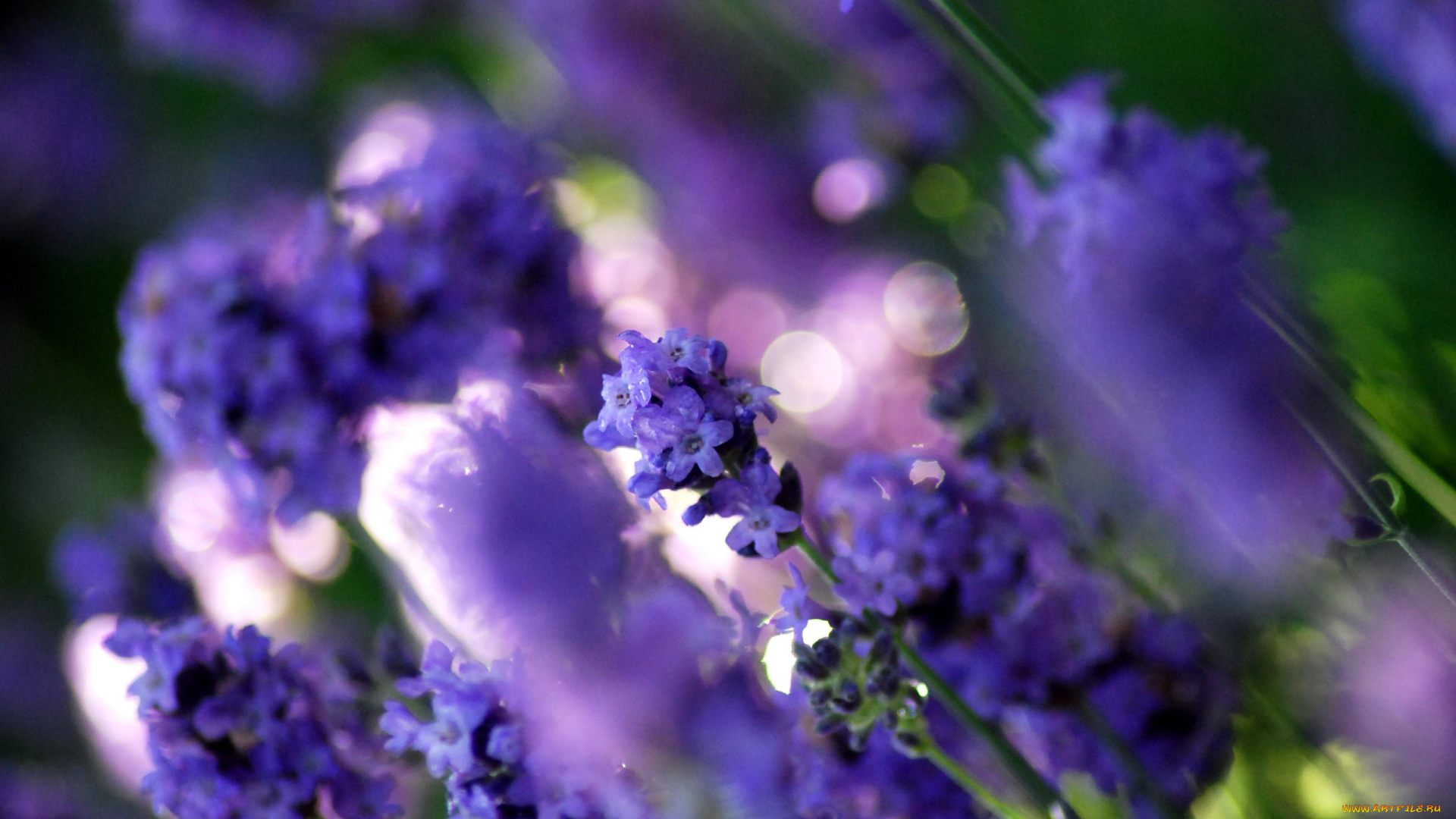 цветы, лаванда, поле, размытость