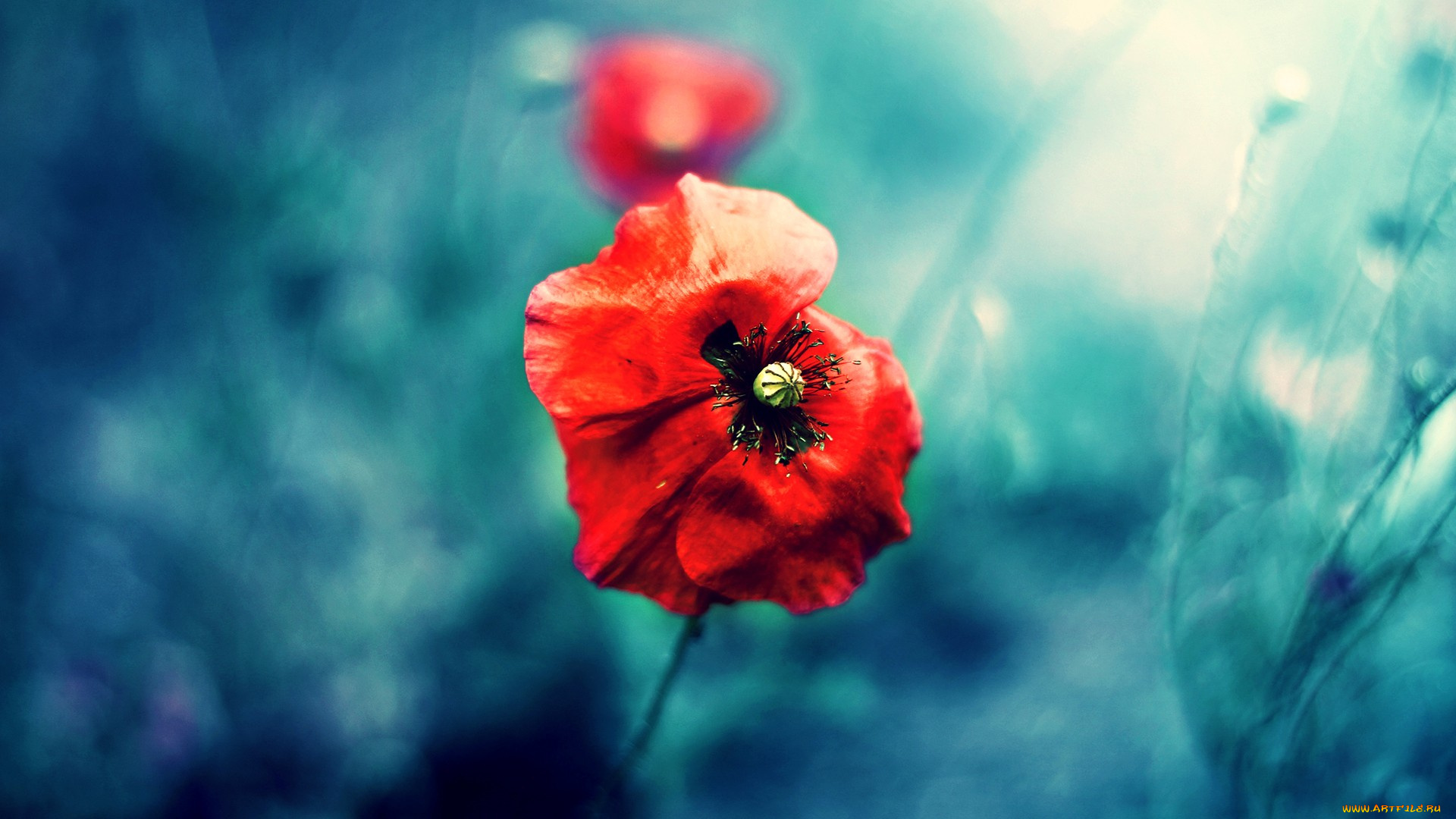 цветы, маки, мак, красный, размытость