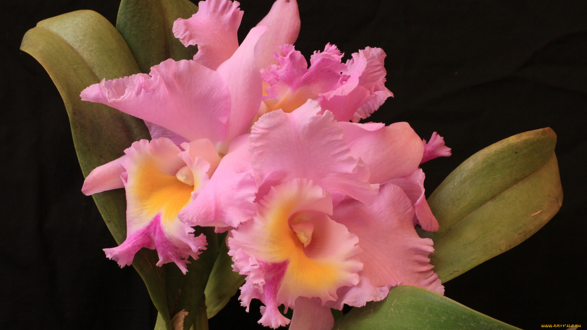 цветы, орхидеи