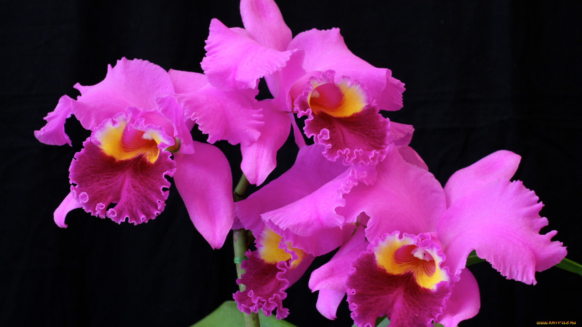 цветы, орхидеи