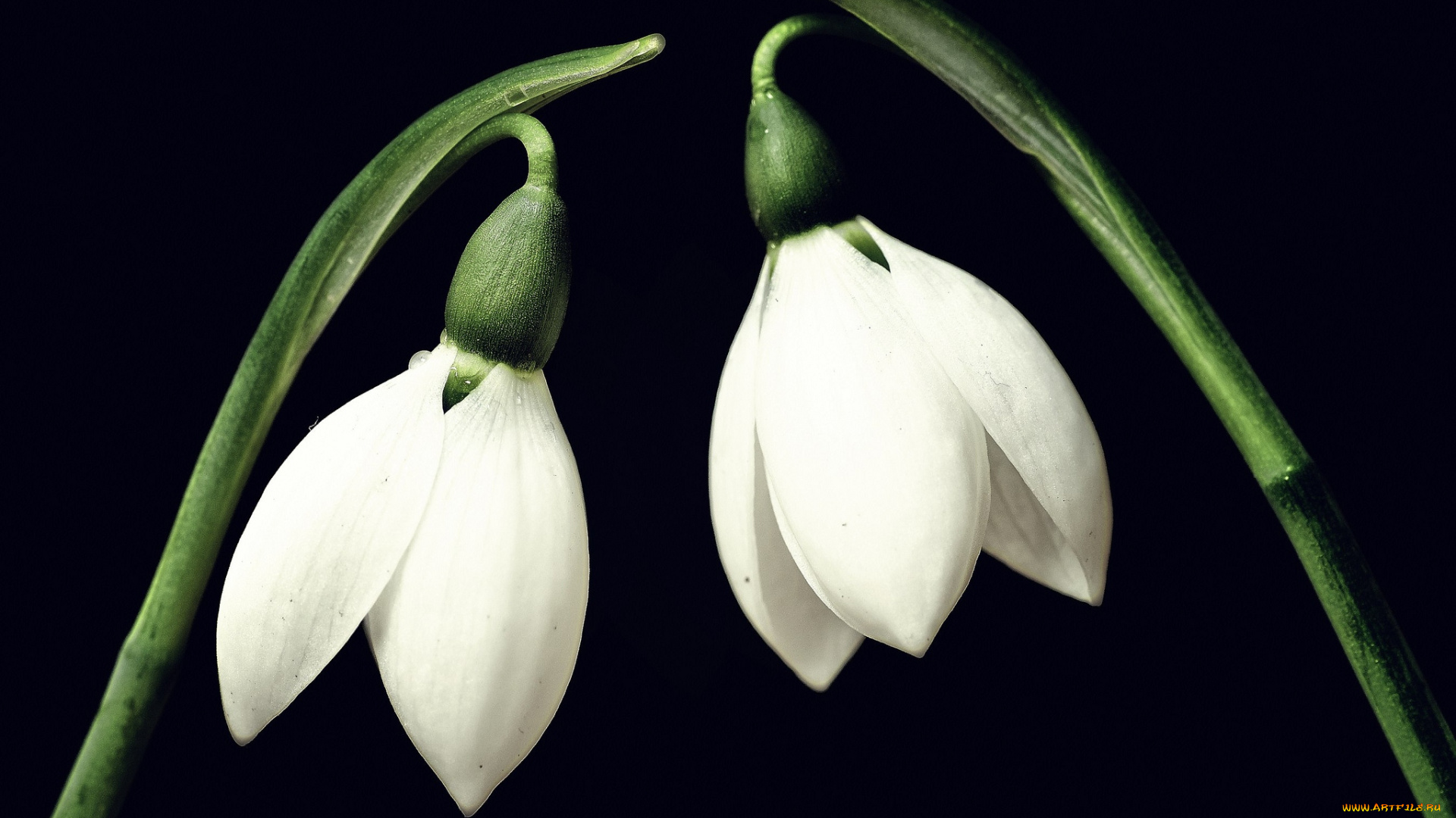 цветы, подснежники, белоцветник, белый, стебельки