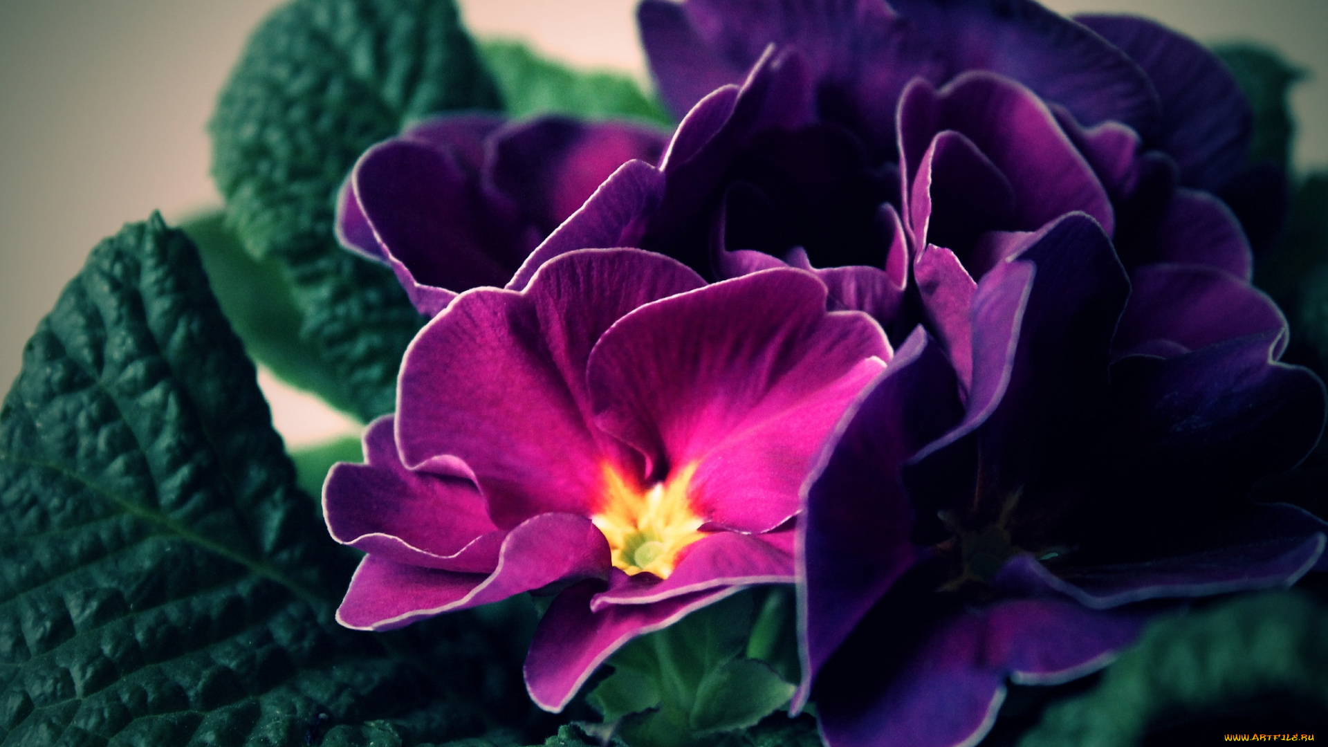 цветы, примулы, лиловый, макро