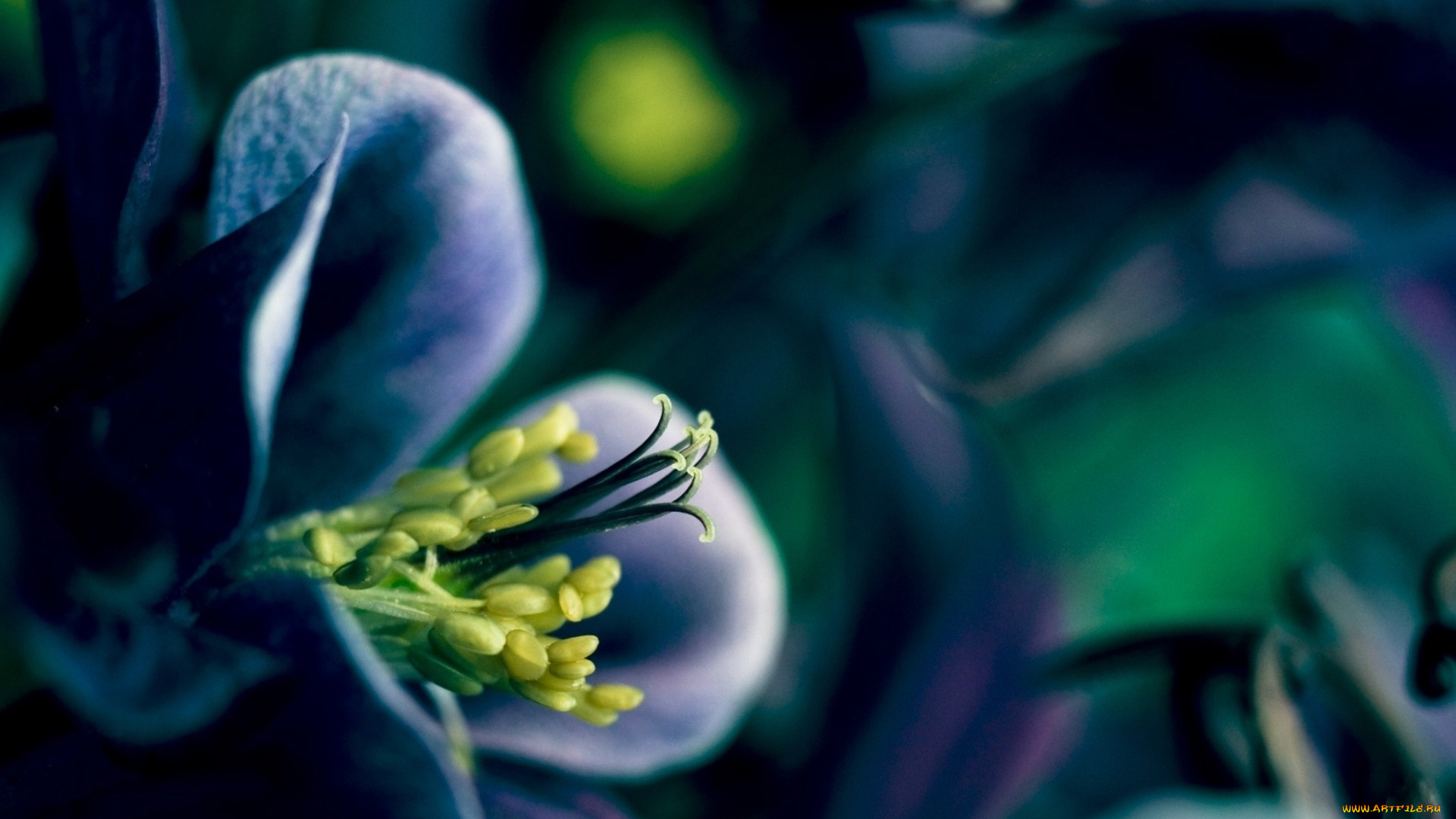 цветы, размытость, цветок