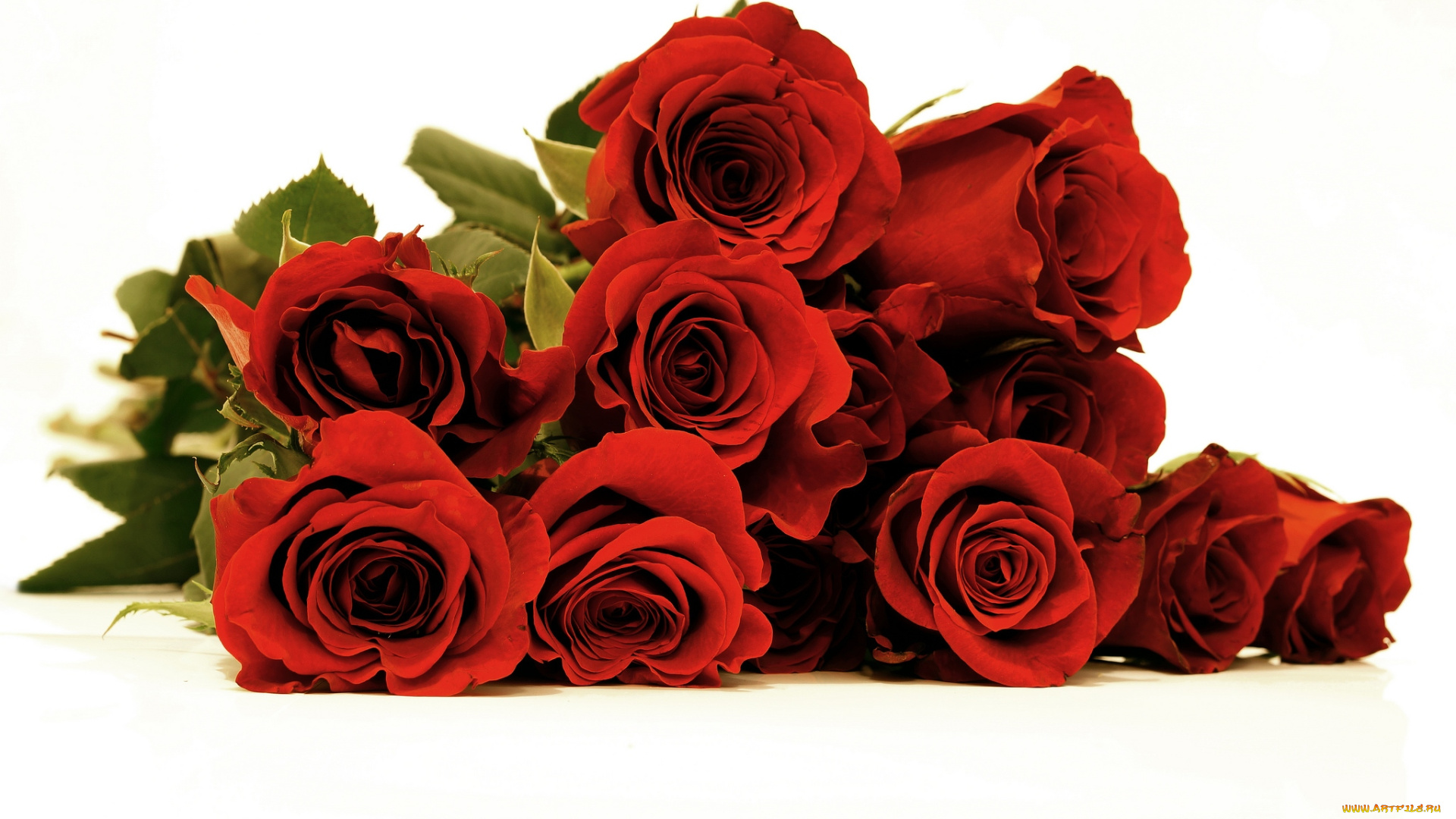 цветы, розы, красный, букет