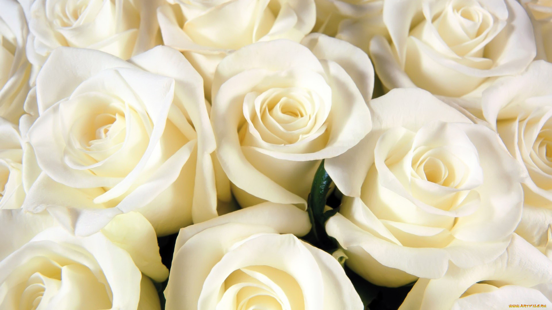 цветы, розы, нежность, белый