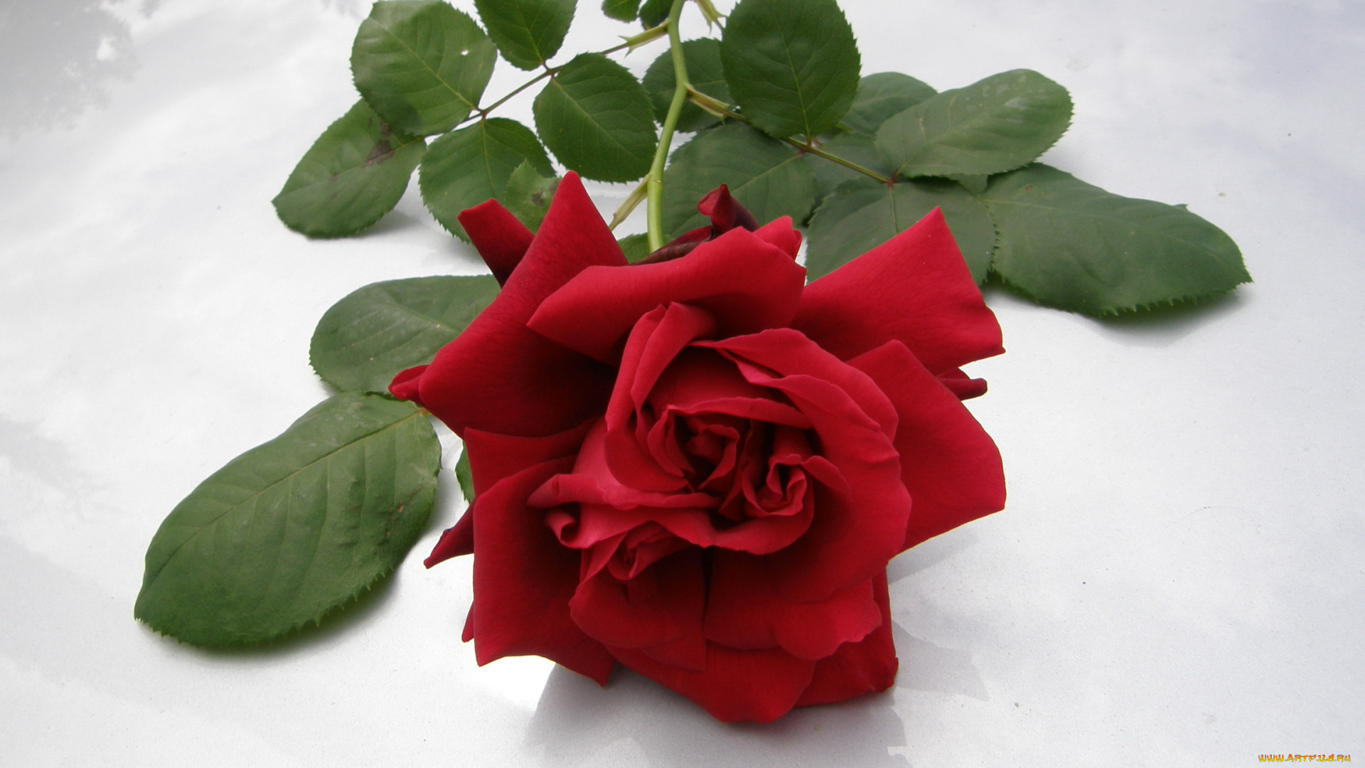 цветы, розы, роза