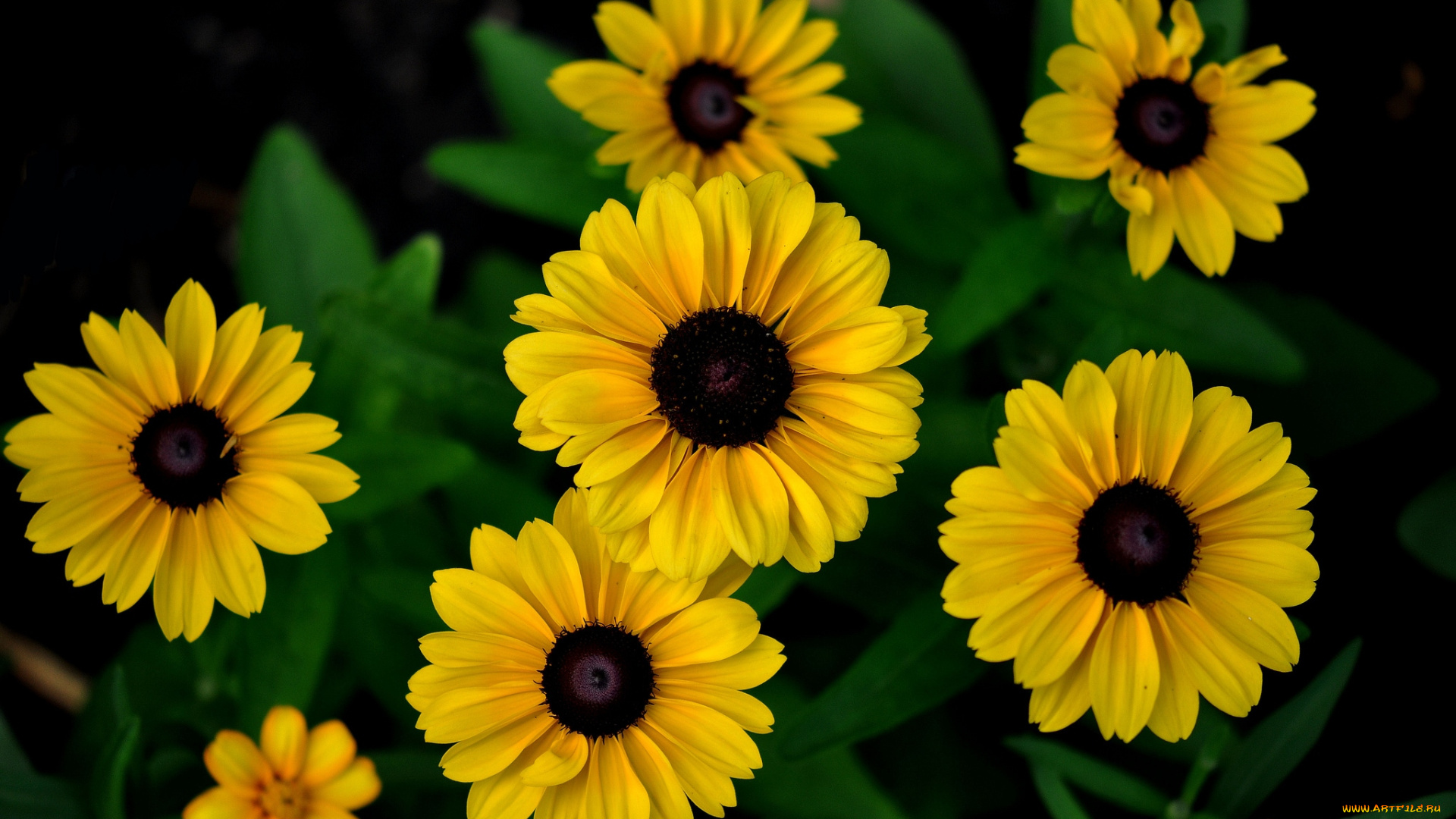 цветы, рудбекия, желтый