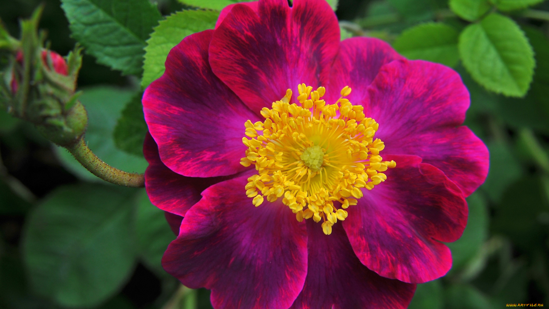 цветы, шиповник, макро, лепестки