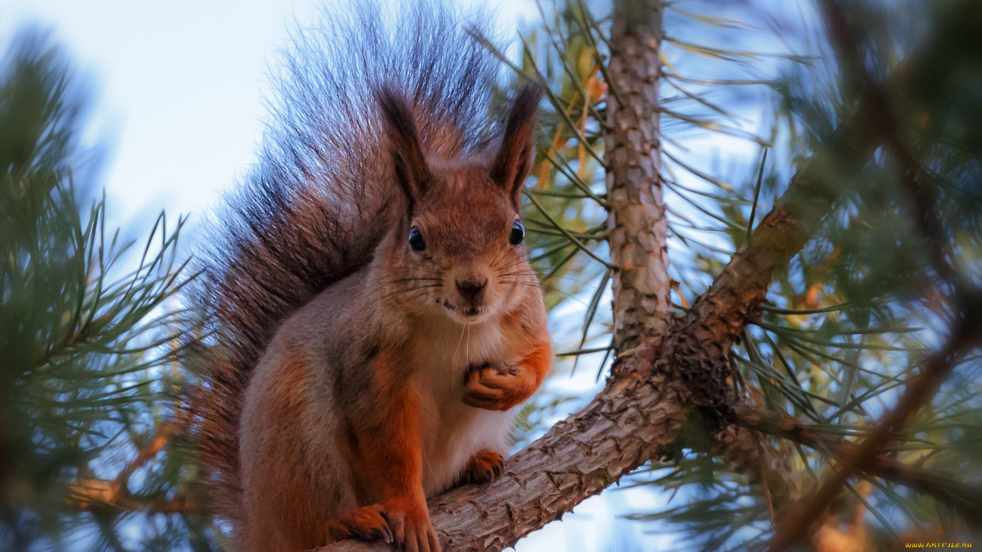 животные, белки, ветка, сосна