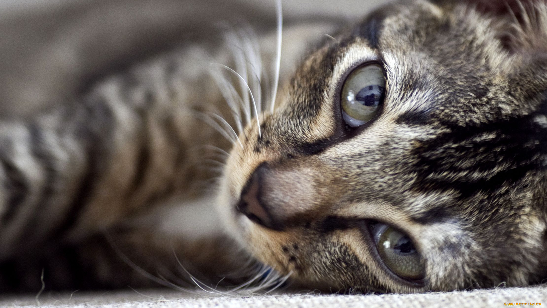 животные, коты, взгляд