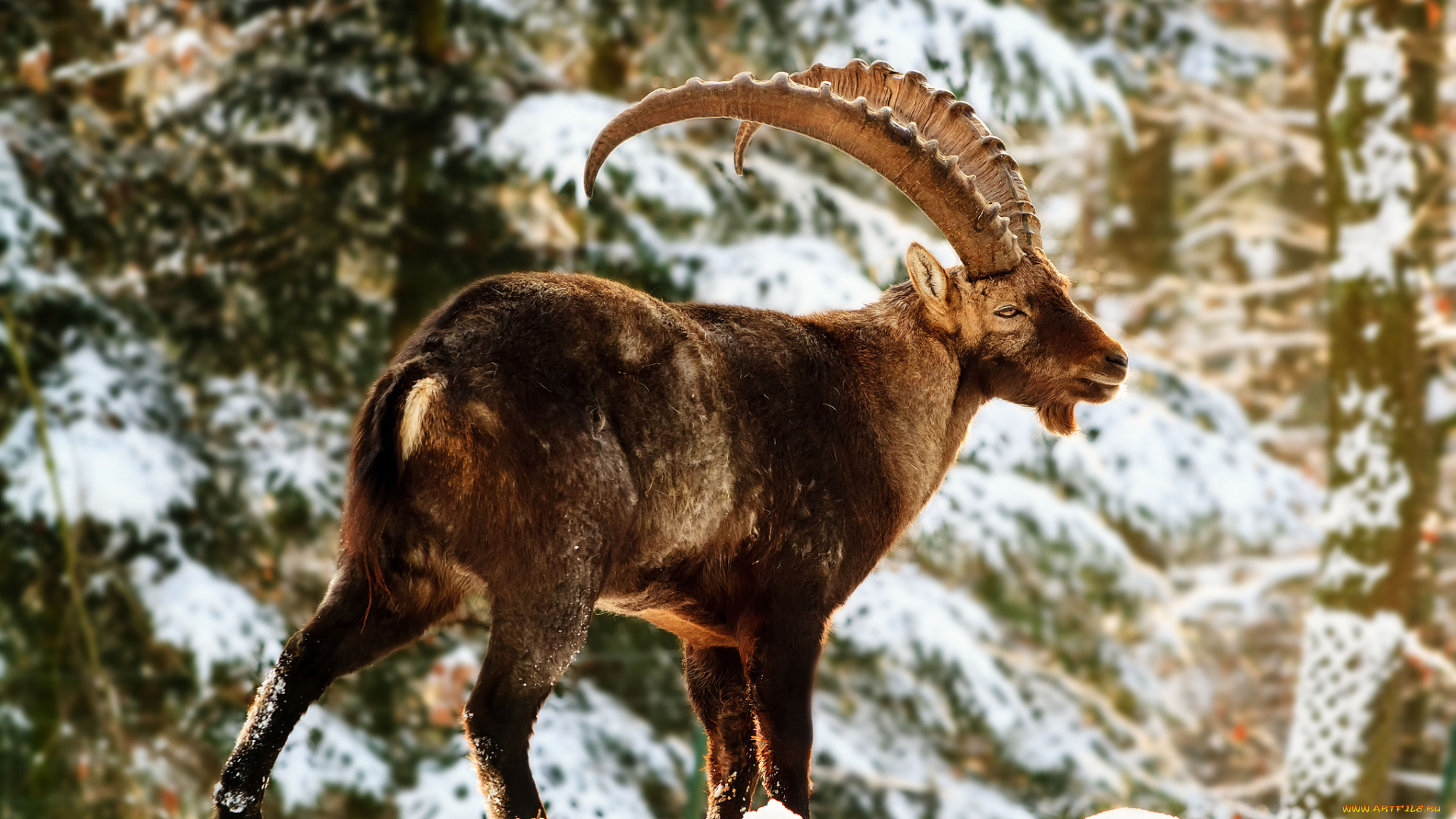 животные, козы, рога, бородка