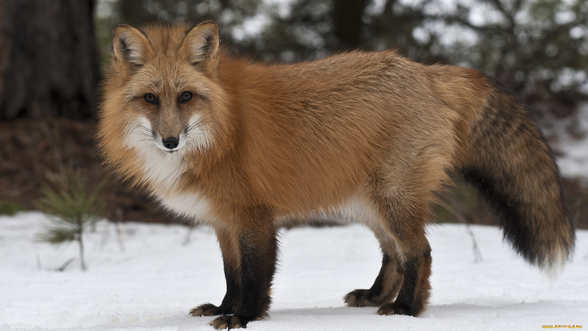 животные, лисы, красавица, рыжий