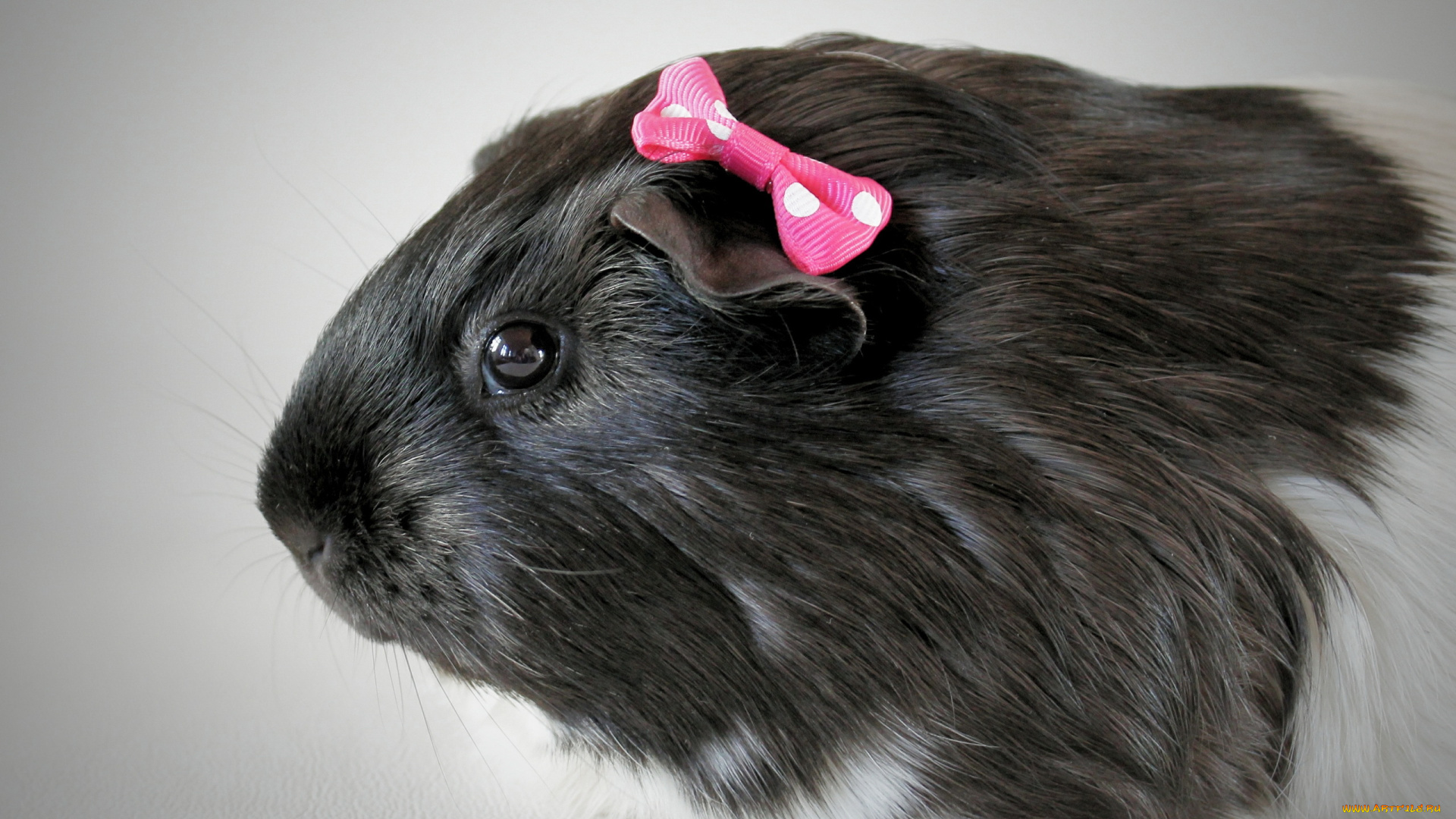 животные, морские, свинки, хомяки, бант, морская, свинка