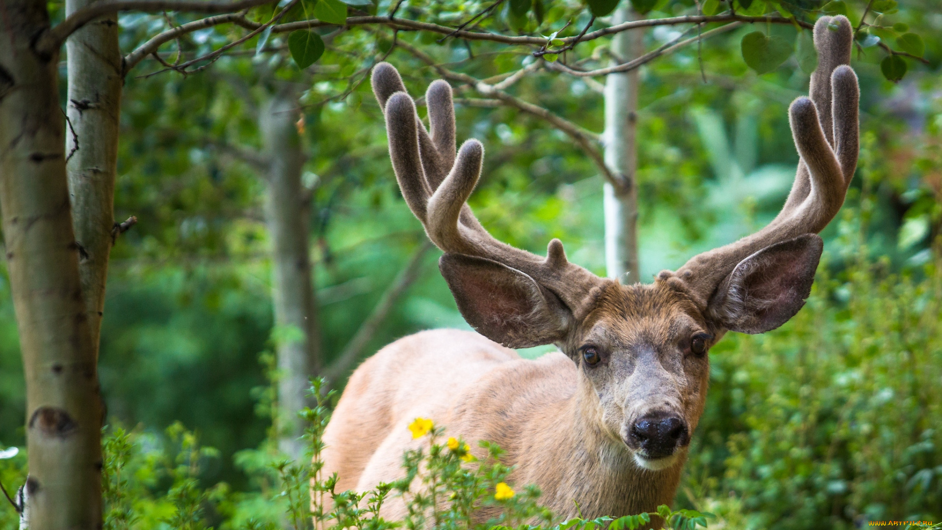 животные, олени, рога