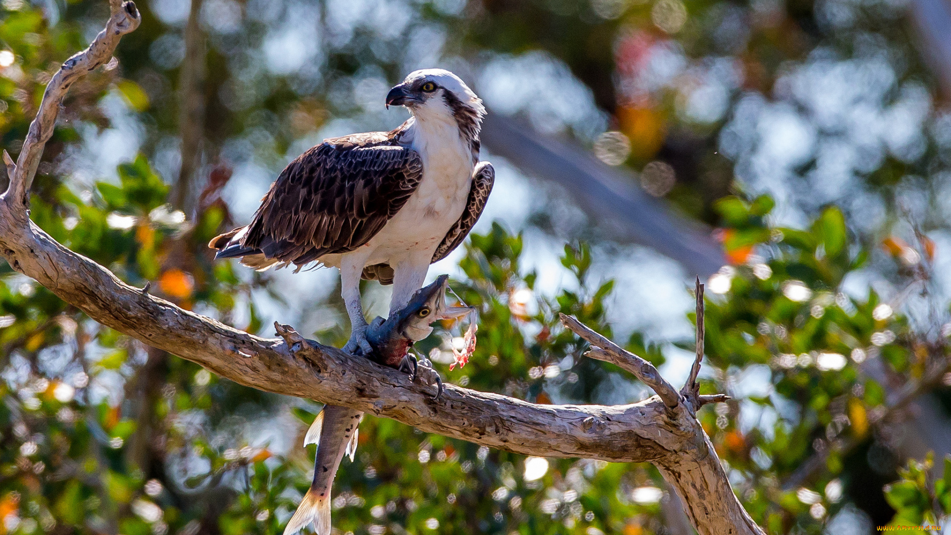 животные, птицы, хищники, рыба, добыча, хищник