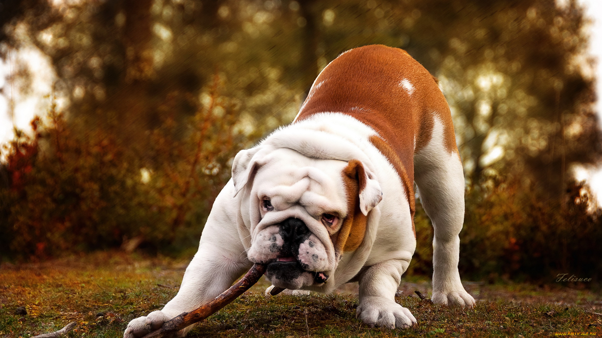 животные, собаки, фон, собака, палка