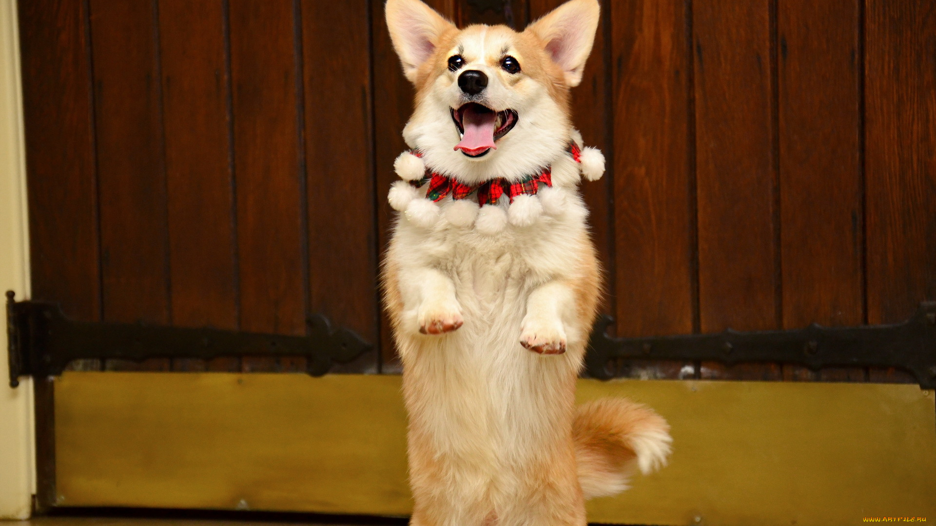 животные, собаки, взгляд, собака