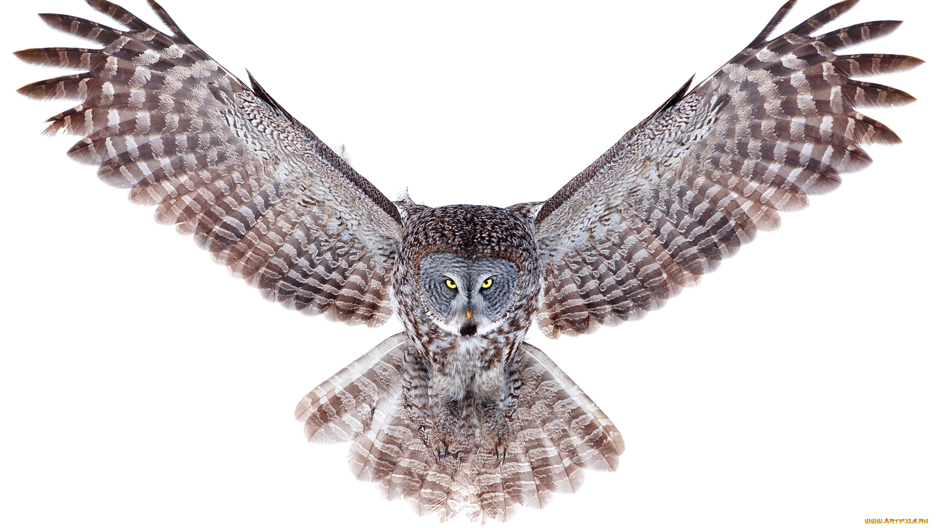 животные, совы, размах, полет, крылья